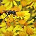 Alomya-debellotor-Wasp-Broadwater-Warren