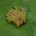 Cabbage-White-eggs-hatching-JanetOC