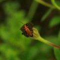 Common-Red-Soldier-Beetle-JanetOC
