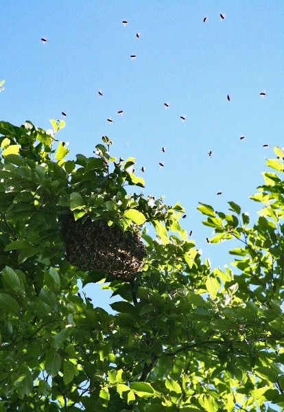 JanetOC-bees-swarming