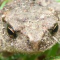 2-Froggy-eyes-JanetOC