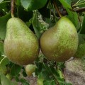 A-Pair-of-Pears-MelvynC