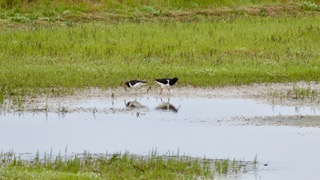 Rye Harbour Nature Reserve